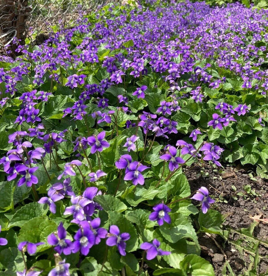Purple Wild Violet Rhizomes 30+ Bareroot Organic Viola Perennial Edible Herbaceous Plant