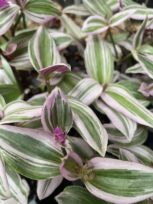 Tradescantia Nanouk Live Houseplant - 2 Rooted Cuttings - Colorful Variegated Foliage - Perfect for Indoor Decor