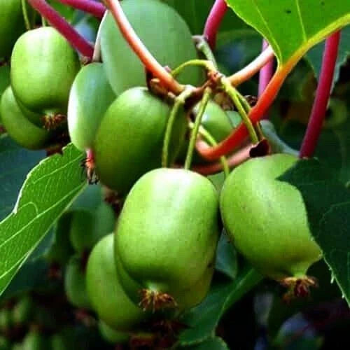 Kiwi Berry Seeds | Cold Hardy Kiwiberry | Self-Fertile Variety | Actinidia Arguta Issai