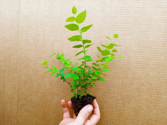 Blueberry Starter Plant Jewel Variety Vaccinium corymbosum 2-Pack Healthy Live Plants