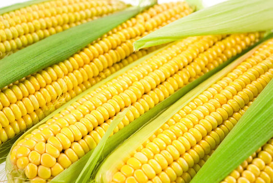 Sweet Corn Seed - Jubilee Variety - Fresh Seed - Zea mays - Non-GMO, Heirloom, High Yield