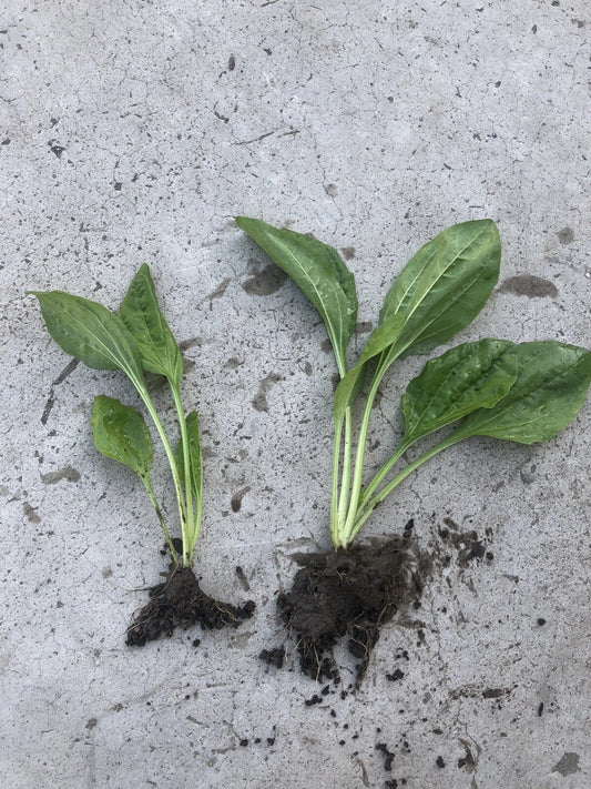 Plantago Major Broadleaf Plantain Bare Root Live Plants - 2 PCs for Garden or Landscaping