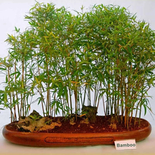 Live Small Bamboo Plant - Rooted Variety, Perfect for Bosnia - No Mess Roots for Yard or Pot - Bambusa spp.