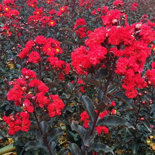 Crape Myrtle Starter Plant - Ebony Fire Variety - Lagerstroemia - Well Rooted, Easy to Grow