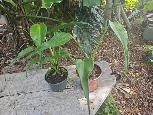 Monstera Burle Marx Flame Live Plant 5” Pot Rare Tropical Aroid Indoor Houseplant