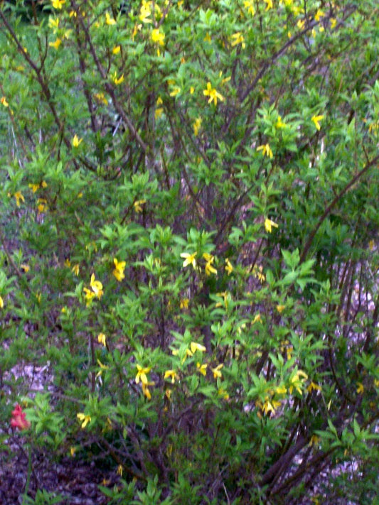 Forsythia Bush Cuttings Set of 12 Unrooted 6-8 Inches, Yellow Flowering Shrub, Forsythia x intermedia
