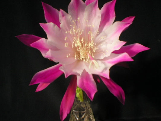 Epiphyllum Cuttings - Bumpkin Orchid Cactus - Don's Cuttings - July 4