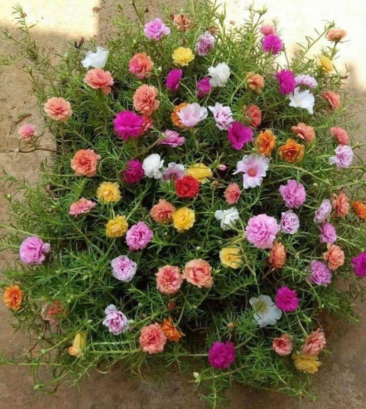 Mixed Moss Rose Seeds - 1000+ Seeds - Portulaca Grandiflora - Colorful Variety for Garden Planting