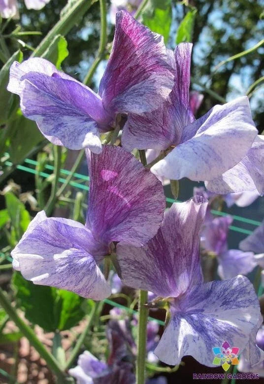 Earl Grey Sweet Pea Seeds - 50 Count - Fragrant Climbing Flower - Lathyrus odoratus - USA - Free Shipping