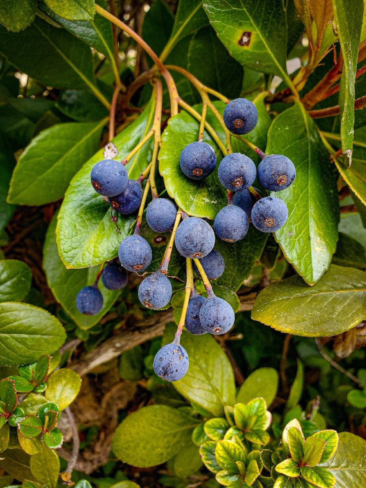 Blueberry Hawthorn Seeds - 10+ Seeds, Crataegus brachyacantha, Edible Fruit, Hardy Shrub, Free Shipping