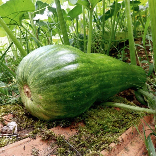 Naples Long Squash Seeds - 25+ Count for Garden Planting - Cucurbita pepo - USA Grown, Non-GMO, Free Shipping