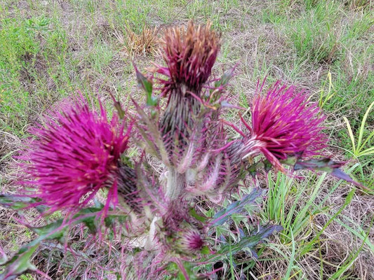 Purple & Yellow Thistle Seeds | 25 Pack | Cirsium horridulum | Florida Native Wildflower