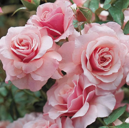 Floribunda Rose Cuttings 5-8" Long, Unrooted, Our Lady of Guadalupe, Rosa 'Guadalupana' - 3 Stems
