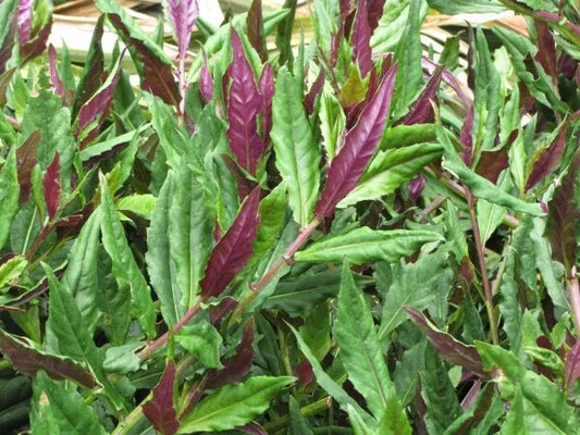 Okinawa Spinach Starter Plant 3"+ Green Purple Edible Gynura Crepioides