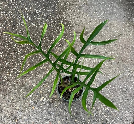 Philodendron Tortum Live Starter Plant 6–8” Tall - Bareroot Aroid - Rare Tropical Houseplant with Striking Foliage