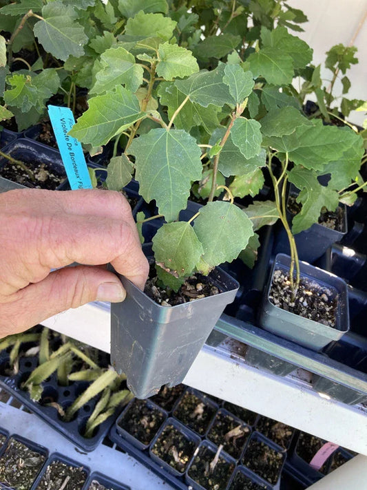 Violette de Bordeaux Fig Tree – Ficus carica – Self-Fertile Bare Root Starter Plant – Sweet Dark Fruit – Compact Dwarf Fig Variety