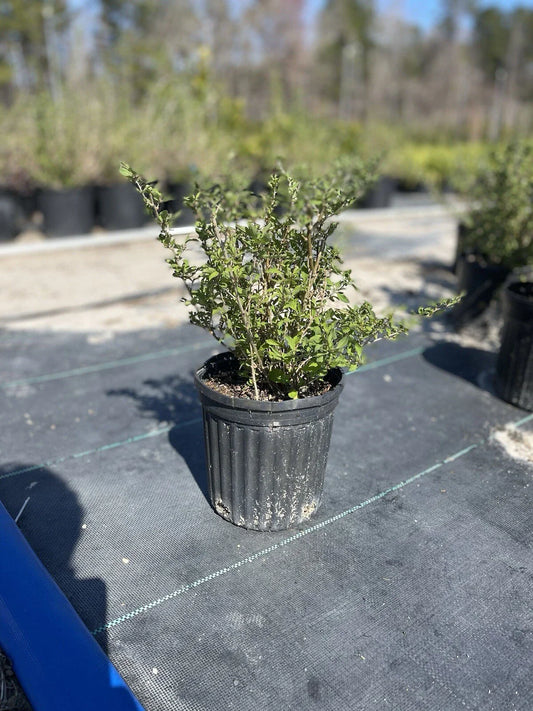 Live Goji Berry Plant – Lycium barbarum in 6” Pot, Mature Starter, Superfruit Bush, Fast Growing, Cold Hardy, Edible Berries