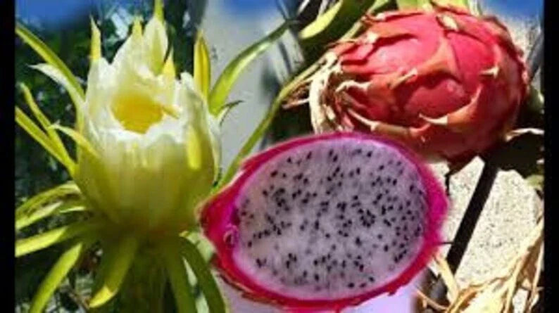 Pink Dragon Fruit Seeds - 200 Count, Hylocereus undatus, USA Grown, Free Shipping
