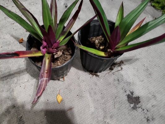 Multicolor Tradescantia Spathacea Plant - Moses in The Cradle - Dwarf Oyster Plant - Indoor Houseplant