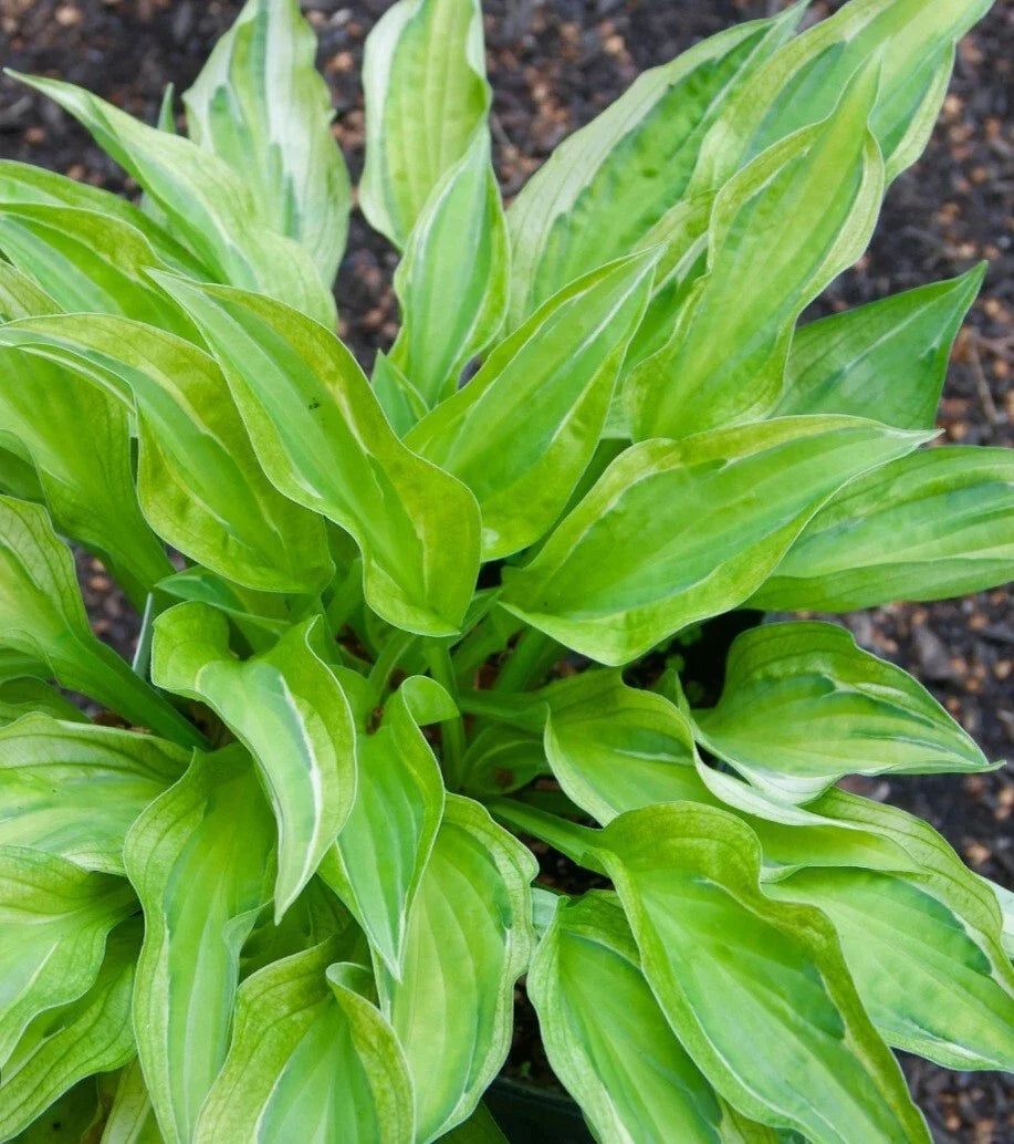 Bare Root Hosta Plant - Yellow Polka Dot Bikini - Green with Yellow Dots - Hosta 'Yellow Polka Dot Bikini' - Zones 3-9