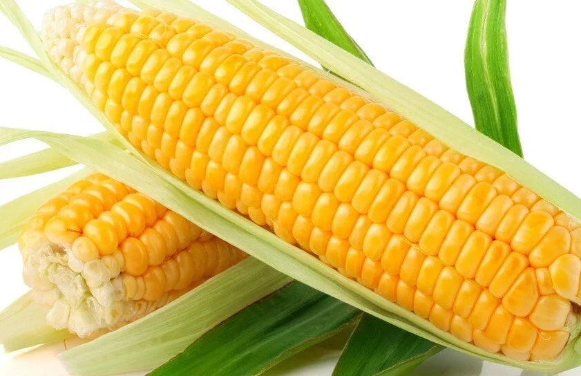 Sweet Golden Bantam Corn Seeds - Organic Heirloom - Non-GMO - 1000+ Seeds for Gardening (Zea mays)
