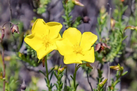 Dwarf Creeping Rock Rose Seeds - 50 Pack - Blooming Ground Cover - Fumana procumbens