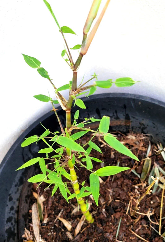 Buddha Belly Bamboo Plant Rhizome 1@9" Clumping Ornamental Grass (佛肚竹) for Landscape Edging