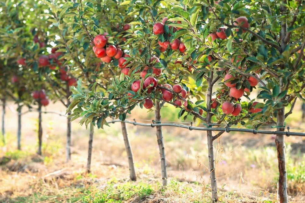 Apple Tree Seeds - 30 Seeds - Delicious Variety - Malus pumila, Common Apple