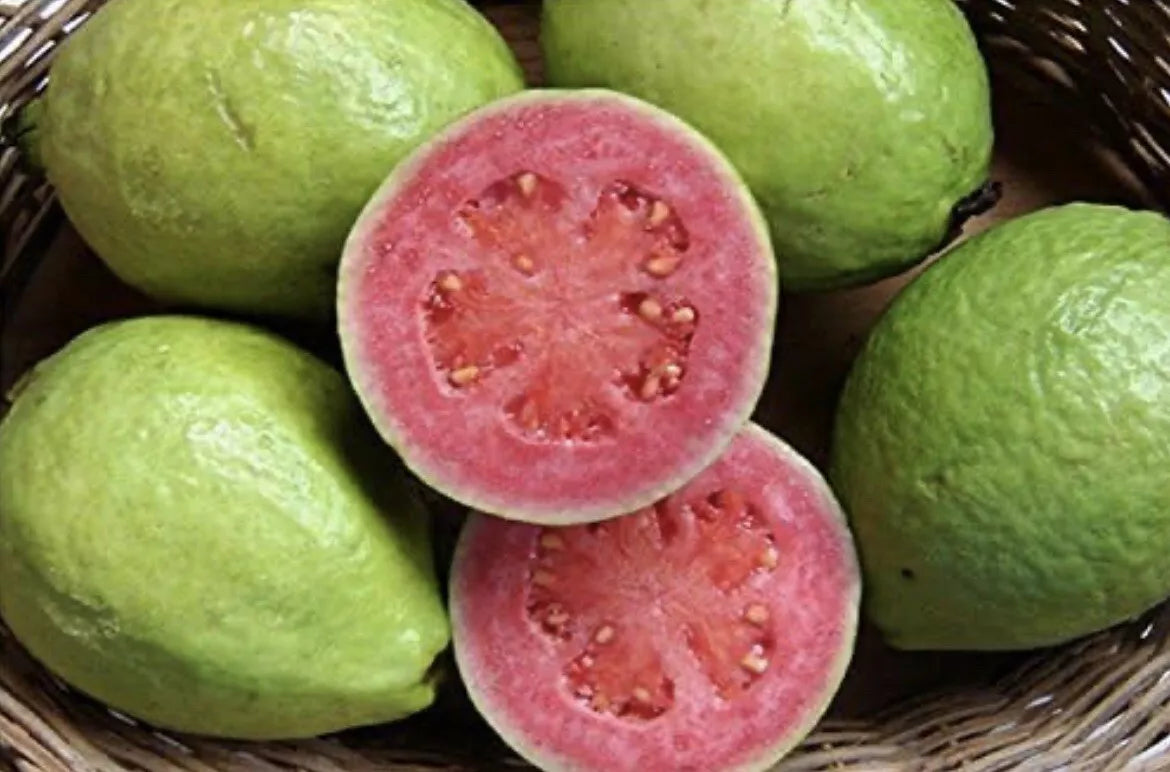 Mexican Pink Guava Fruit Seeds - Rare Organic Non-GMO Sweet Tree Seeds - Psidium guajava