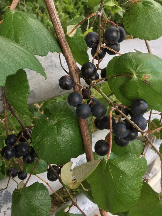 Mustang Grape Seeds - 20+ Seeds - Vitis mustangensis - USA Harvested 10/2024