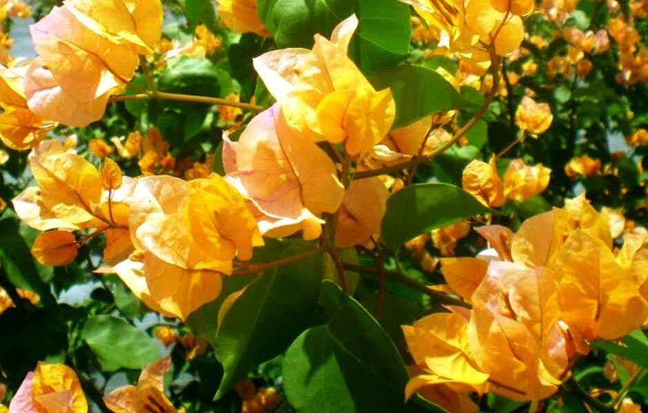 Bougainvillea Starter Plant - California Gold - Bare Root - Well Rooted - Ideal for Gardens and Landscapes