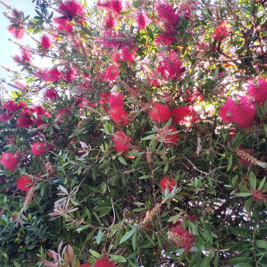 Crimson Bottlebrush Tree Cuttings 4"-6" for Rooting, Callistemon citrinus, Easy to Grow, Vibrant Red Flowers