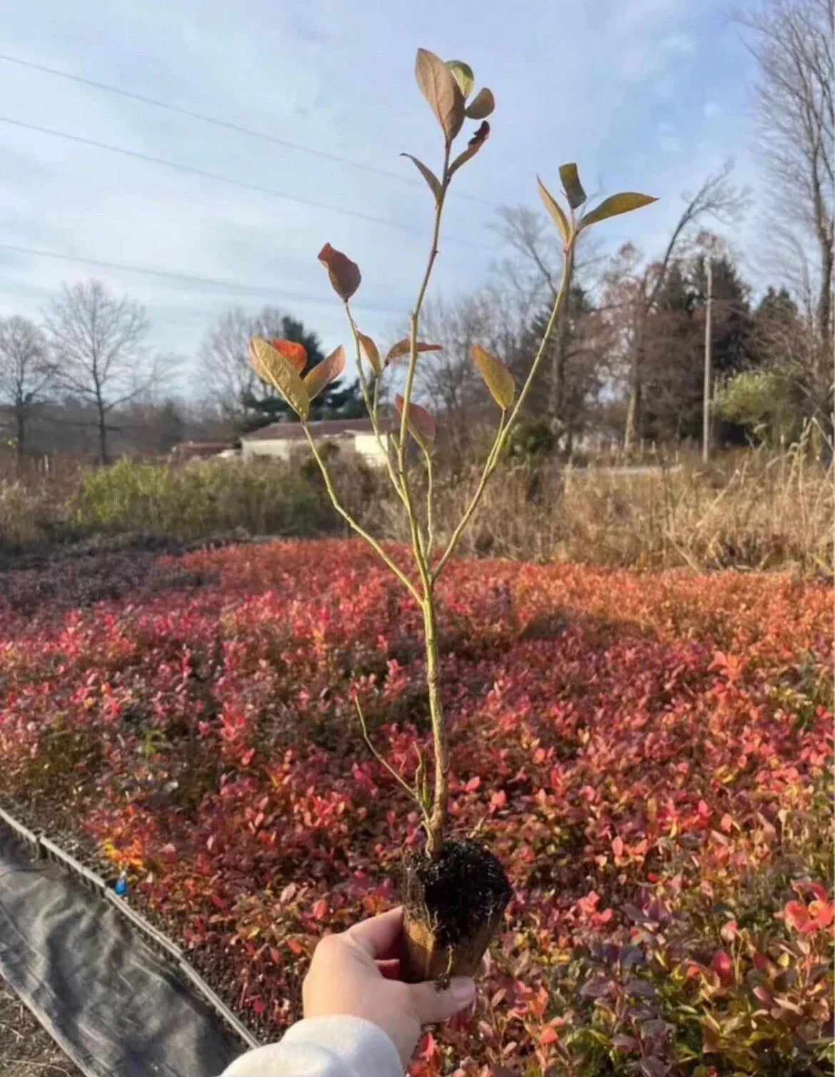 Blueberry Rooted Cuttings - 15 Pack - Highbush Blueberry Varieties - Vaccinium corymbosum