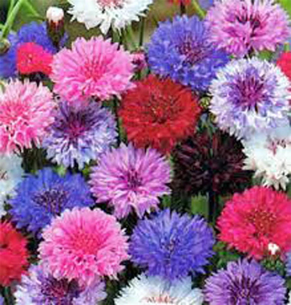 Dwarf Polka Dot Mix Seeds, Bachelor Button, 50 Seeds, Bright Colorful Flowers, Centaurea cyanus