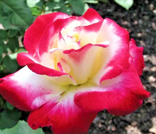 Rose Bush 1-2' Double Delight White & Red Rosa 'ANDeli' Hybrid Tea Fragrant Award-Winning Live Plant