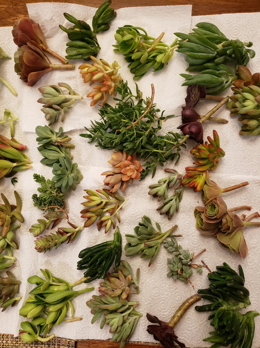 X-Large Succulent Cuttings Set - 60 Pieces, 45 Varieties, 5 Rare Types - Ideal for Gardening and Arrangements