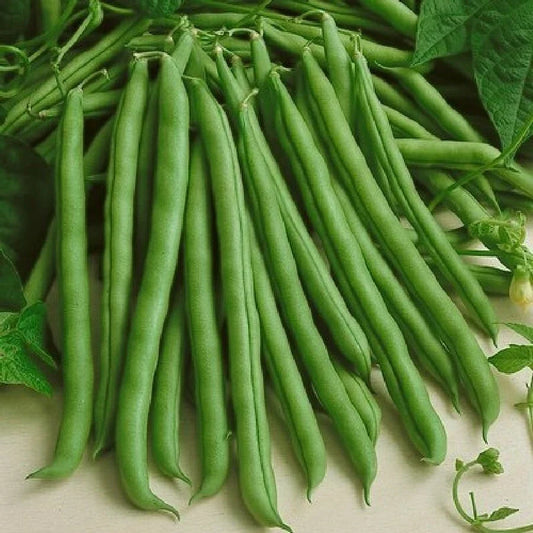 Kentucky Wonder Green Bean Seeds | Non-GMO Pole Variety | Runner Beans Snap Pea Seed | 2025