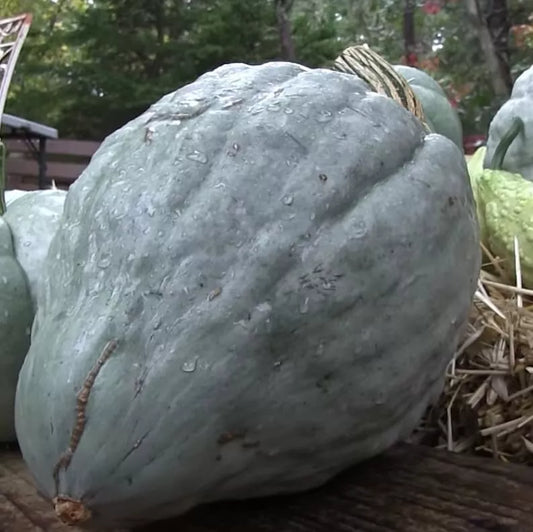 Giant Blue Hubbard Sweet Squash Seeds - 20+ Heirloom NON-GMO - Rare Variety for Home Gardening - Cucurbita maxima