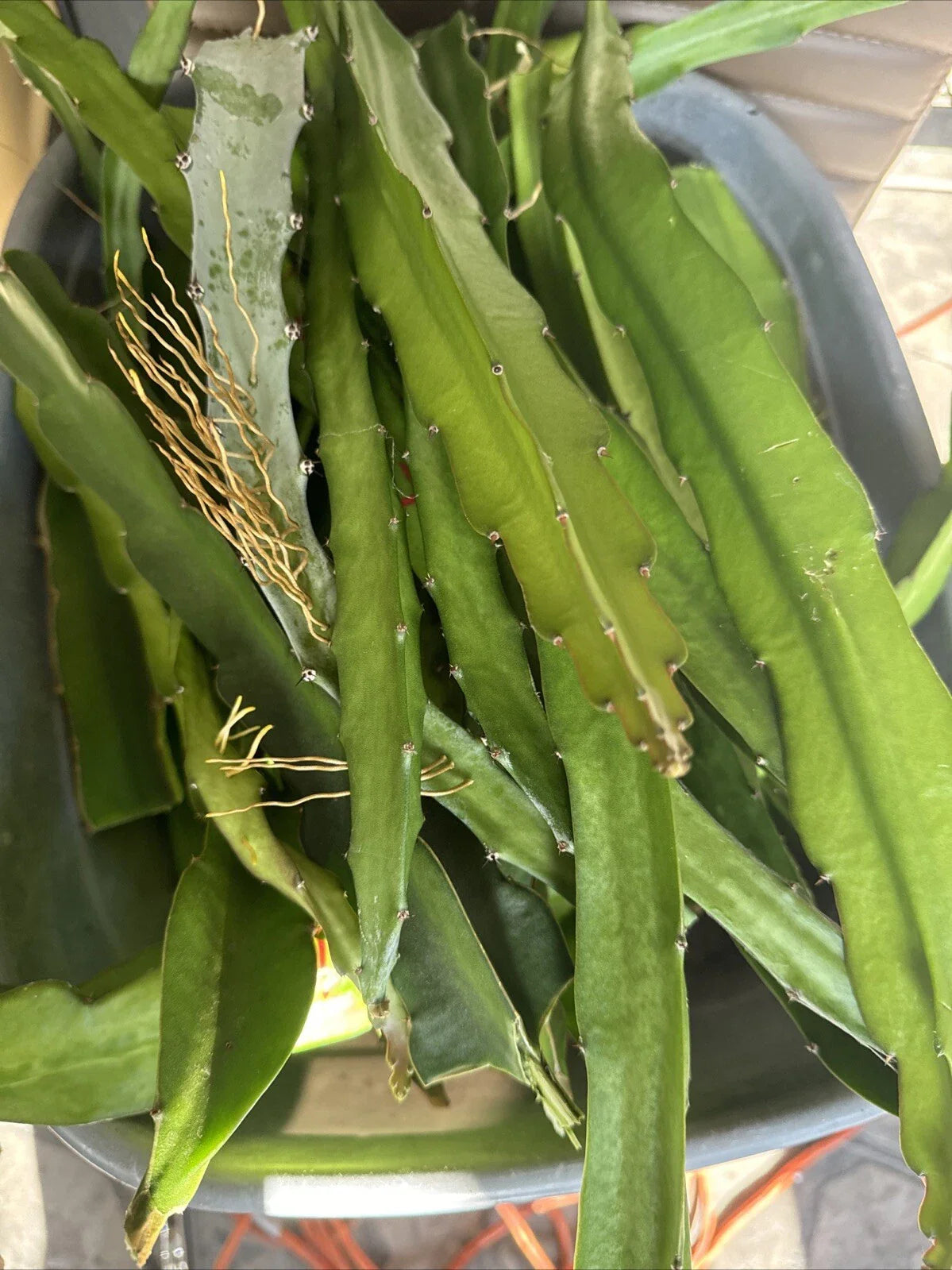 Dragon Fruit Cuttings 8-14 Inches, Red Skin Variety, Hylocereus undatus - 4 Pack for Planting and Propagation