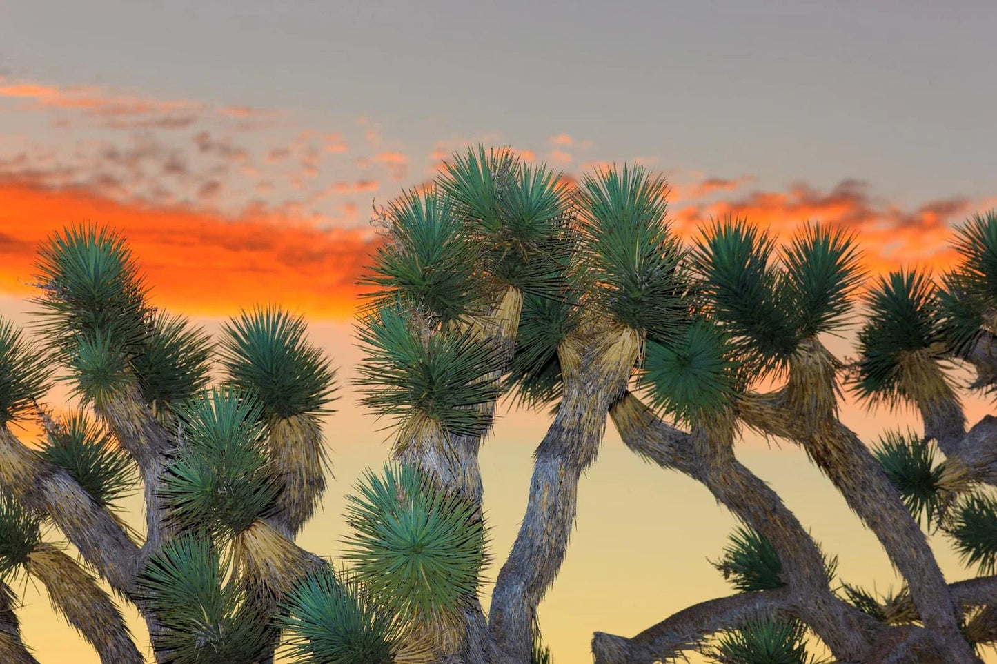 Joshua Tree Bonsai Seeds - 10 Seeds - Highly Prized Yucca brevifolia for Bonsai Cultivation