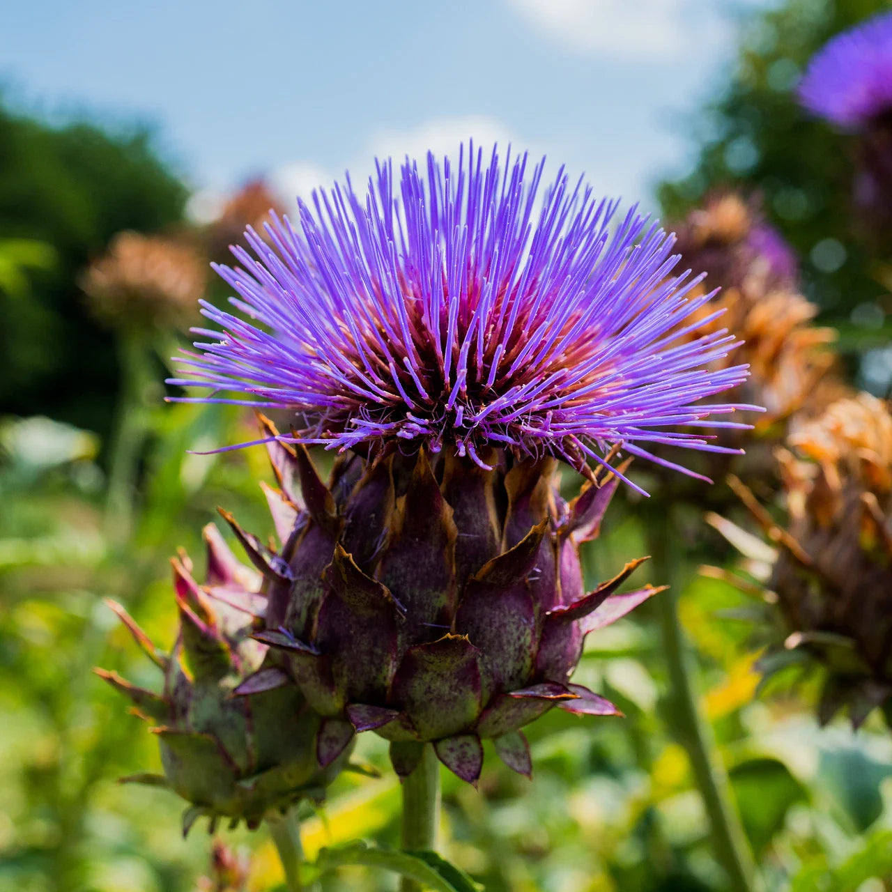 Cardoon Seeds 25 Pack - Cynara Cardunculus - Non-GMO Vegetable Garden Seeds - USA Grown, Free Shipping