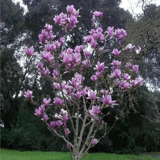 Saucer Magnolia Seedling 3" Flowering Tree Sapling - Magnolia soulangeana