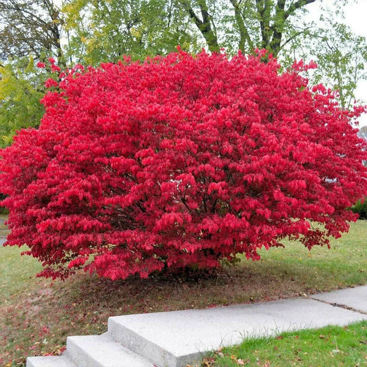 Burning Bush Cuttings - 15 Fresh Unrooted Cuttings for Rooting - Euonymus alatus