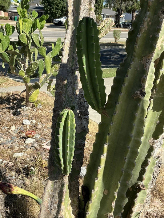 Peruvian Apple Cactus Cuttings Lot of 2, 14" & 11" Tall, No Roots, Cereus peruvianus