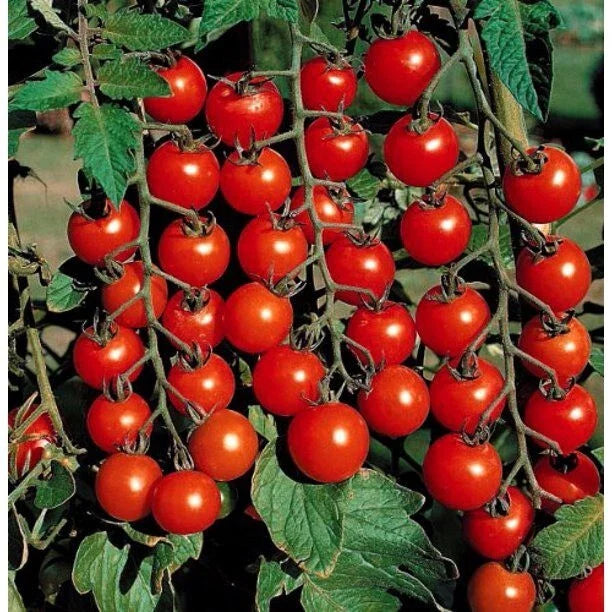 Cherry Tomato Seeds - 30+ Super Sweet Heirloom Non-GMO Organic - Rare Variety - Perfect for Home Gardening