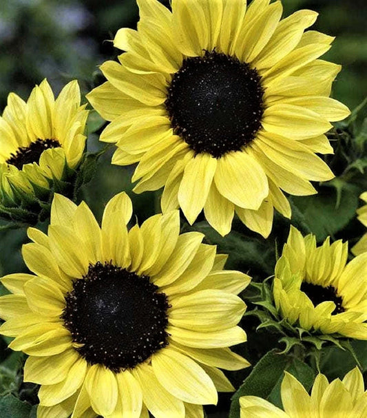 Sunflower Seeds - Moonshine Variety - 50+ Seeds - Helianthus annuus - Perfect for Gardens and Cut Flowers