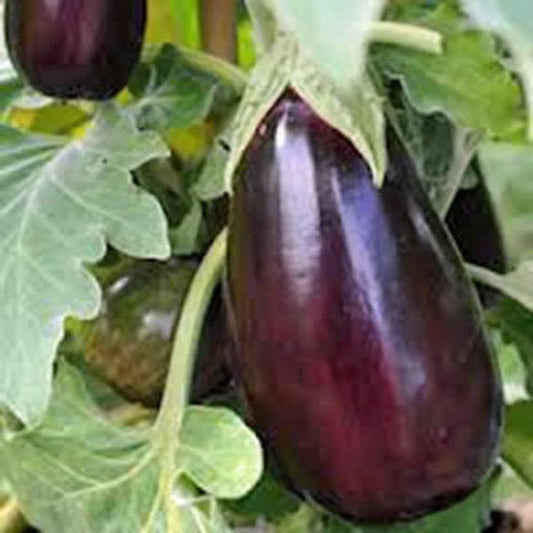 Eggplant Seeds, 50 Count, Black Beauty Heirloom, Non-GMO, Vegetable Seeds for Home Garden, Solanum melongena