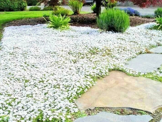 Snow in Summer Flower Seeds - 501+ Perennial Groundcover - Drought Tolerant (Cerastium tomentosum)