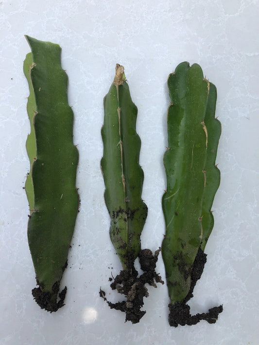 White Dragon Fruit Cuttings - 3pcs Live Plant with Roots - Hylocereus undatus - Ready to Plant, No Pot Included