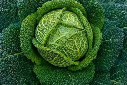 Savoy Perfection Cabbage Seeds - 1000+ Heirloom NON-GMO - Fresh Vegetable Seeds (Brassica oleracea)